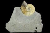 Dawn Sunrise Asteroceras Ammonite Fossil - Translucent #130210-1